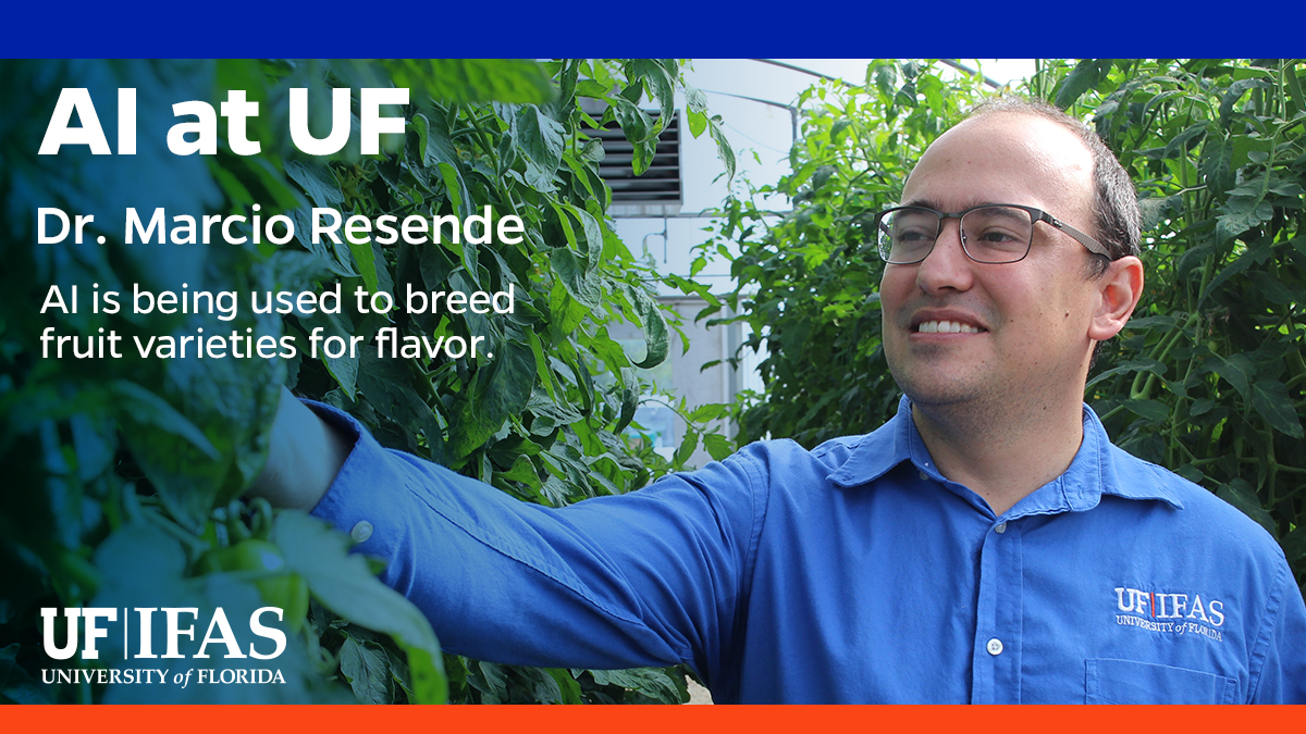 #AIatUF is an important tool to aid breeding flavor and nutrition into fruits and vegetables, according to a new paper by @UF scientists, including @MarcioResendeJr. #AIInAg @sciencedirect 🔗 bit.ly/3s7POfD