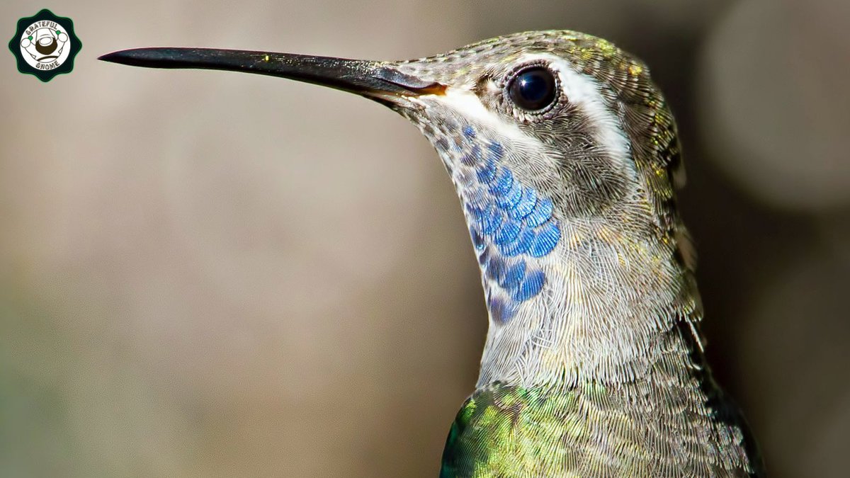 The Blue-Throated Hummingbird, also known as the Blue-Throated Mountain-Gem, is one of the most vocal hummingbird species. #hummingbirdspecies