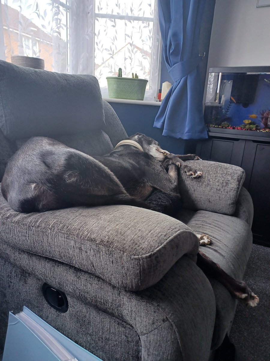 "Yes, I'm quite comfortable human, why do you ask?"
#greyhound #AdoptDontShop #littleweirdos