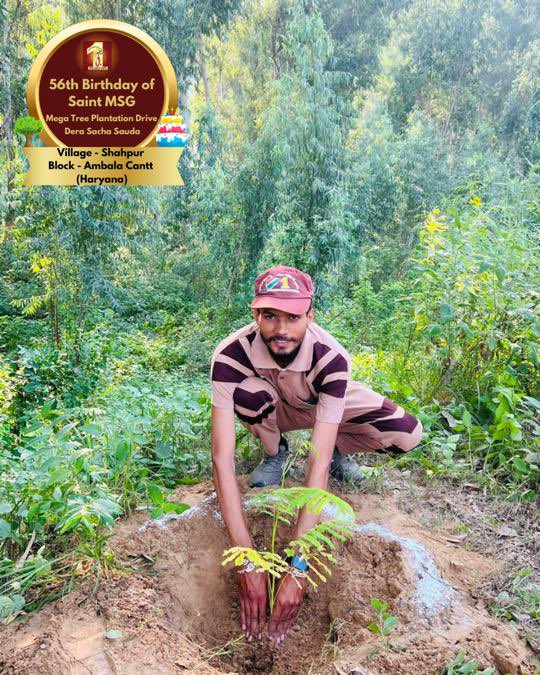 DSSNewsUpdates's tweet photo. The best gifts come from the heart and earth. 🌲Tree Plantation By DSS Volunteers from Shahpur, Ambala Cantt, Haryana on the occasion of Saint Dr. MSG's Birthday. #56thBirthday #SaintDrMSG #DeraSachaSauda #TreePlantation https://t.co/PeCTZp0Cqi
