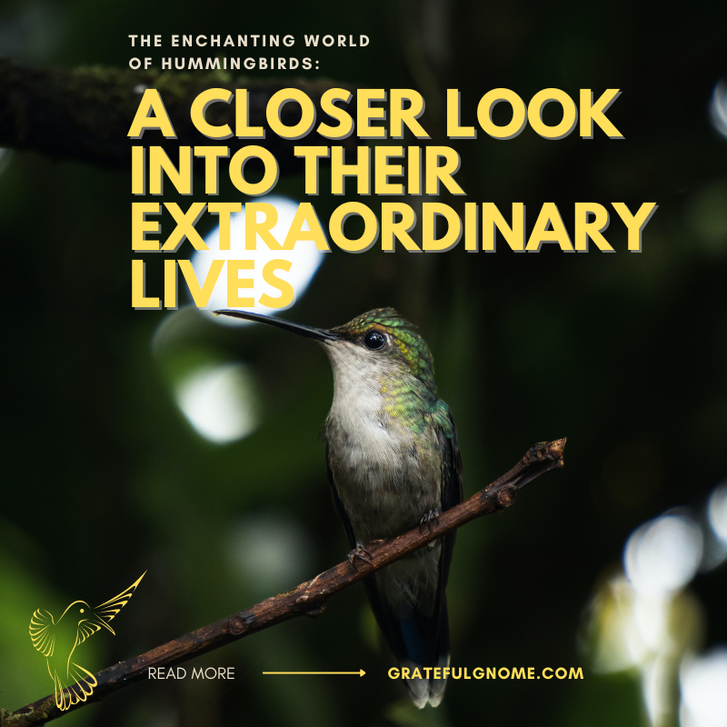 Take a closer into the extraordinary lives of hummingbirds. #MondayTopic * bit.ly/3KO05UT