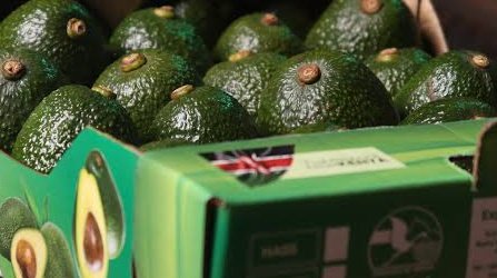 ShambaReport's tweet photo. Kenya is now in TOP 15 of global avocado producing nations. https://t.co/RfwIoPZ8vk