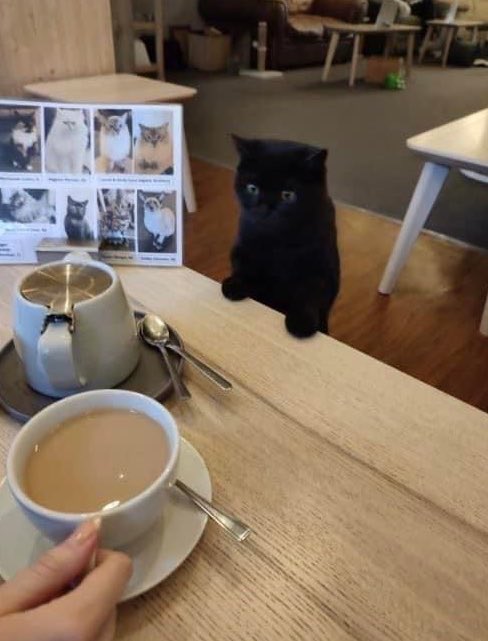 would you go to a cat cafe?
