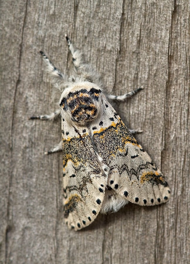 Sallow Kitten to the garden fence.

Twin 20w Actinic VC63

#MothMonday