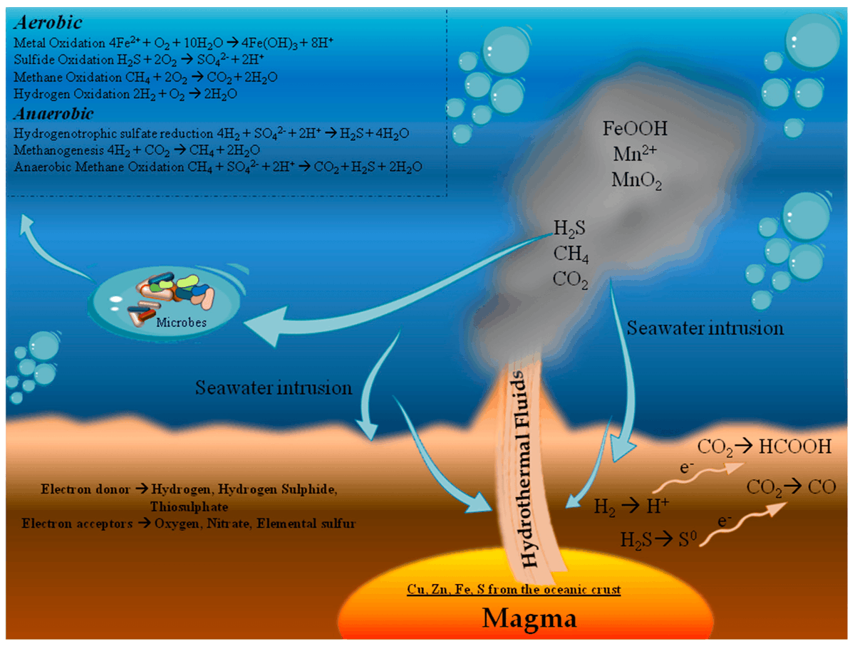 Minerals_MDPI's tweet photo. 📢 #REVIEW #FEATURE #PAPER
🌟 #Ecological and #Biotechnological Relevance of #Mediterranean #Hydrothermal #Vent #Systems 🌟
✍ Carmen Rizzo et al.
🔗 Access for Free: https://t.co/MR887AZPEu
#hydrothermalvents #benthos #prokaryotic #environmentalchange #bioactivemolecules https://t.co/AJ5YAxKgWr