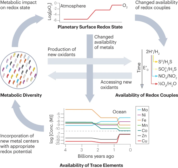 Donato Giovannelli (@d_giovannelli) on Twitter photo Just out in <a href="/NatRevEarthEnv/">Nature Reviews Earth & Environment 🌈</a> a small glimpse into the importance of trace elements in driving microbial diversity, all the ideas at the base of my <a href="/ERC_Research/">European Research Council (ERC)</a> funded #erc_coevolve project... #microbiology #Geology #geochemistry
rdcu.be/dj1lF Just out in <a href="/NatRevEarthEnv/">Nature Reviews Earth & Environment 🌈</a> a small glimpse into the importance of trace elements in driving microbial diversity, all the ideas at the base of my <a href="/ERC_Research/">European Research Council (ERC)</a> funded #erc_coevolve project... #microbiology #Geology #geochemistry
rdcu.be/dj1lF