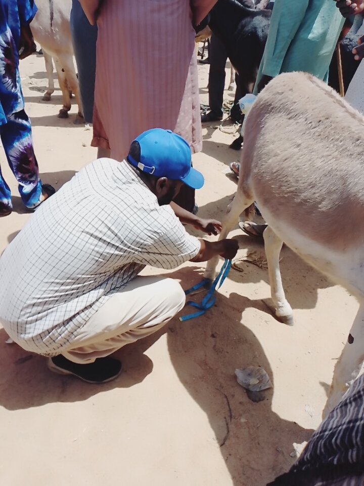 salihuu11's tweet photo. We are currently on research on Donkeys the preliminary report indicated that The donkey business is so lucrative, pls you should endeavor to harness the profit by multiplication of our breed of donkey #nothern #Nigeria 
#Animalhealth #assalislivestock #arewatweeter https://t.co/VQP6stjwkq