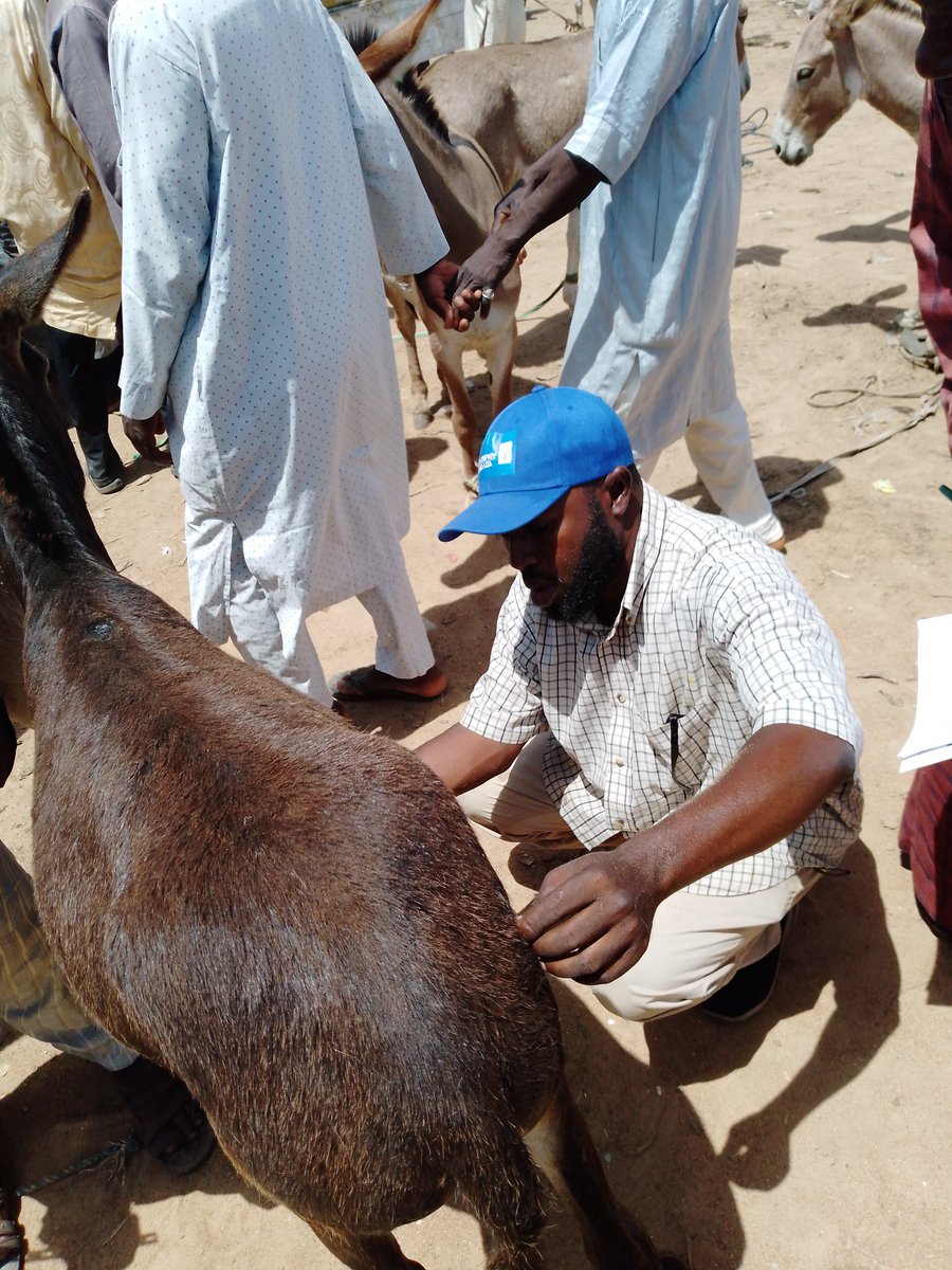 salihuu11's tweet photo. We are currently on research on Donkeys the preliminary report indicated that The donkey business is so lucrative, pls you should endeavor to harness the profit by multiplication of our breed of donkey #nothern #Nigeria 
#Animalhealth #assalislivestock #arewatweeter https://t.co/VQP6stjwkq