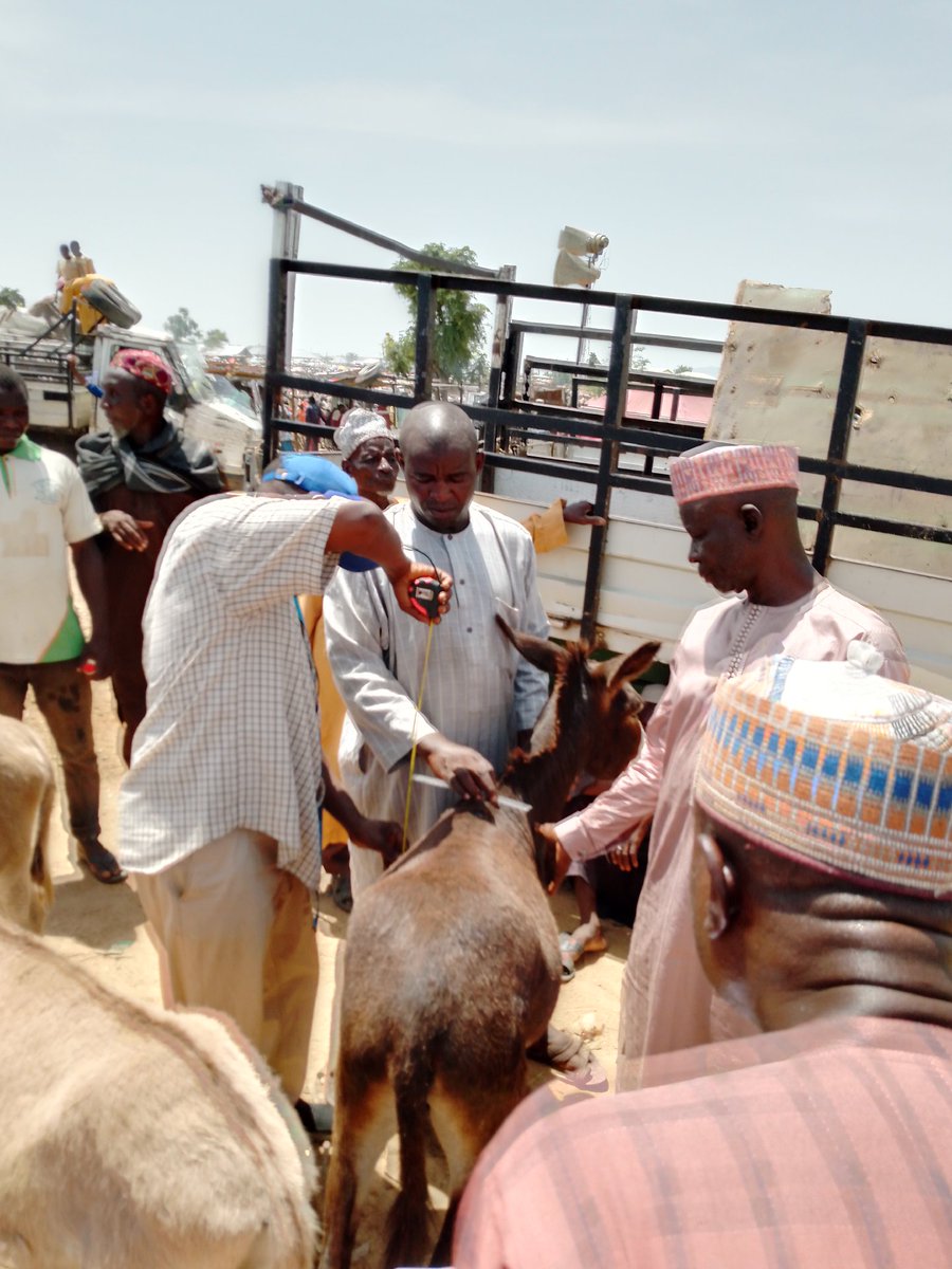 salihuu11's tweet photo. We are currently on research on Donkeys the preliminary report indicated that The donkey business is so lucrative, pls you should endeavor to harness the profit by multiplication of our breed of donkey #nothern #Nigeria 
#Animalhealth #assalislivestock #arewatweeter https://t.co/VQP6stjwkq
