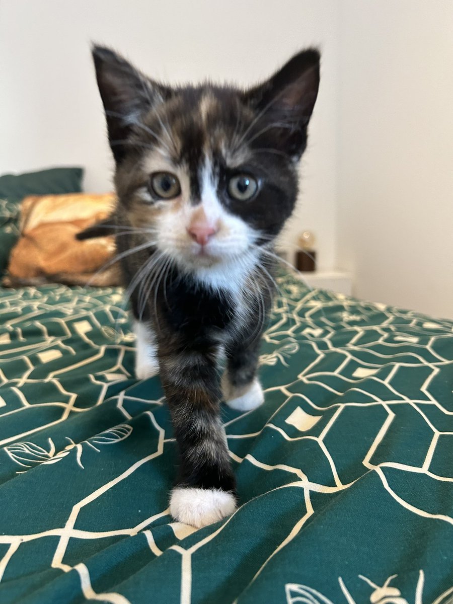 TaraTheGray's tweet photo. Meet Bjørn &amp; Callisto, aka Bear &amp; Calli, aka the new loves of my life 💛 https://t.co/cB1jqQLUzd