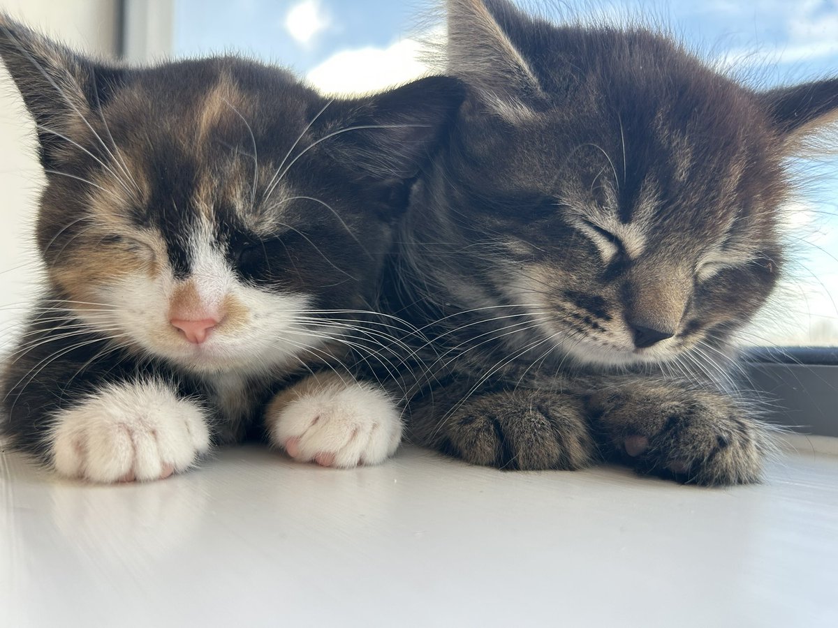 TaraTheGray's tweet photo. Meet Bjørn &amp; Callisto, aka Bear &amp; Calli, aka the new loves of my life 💛 https://t.co/cB1jqQLUzd