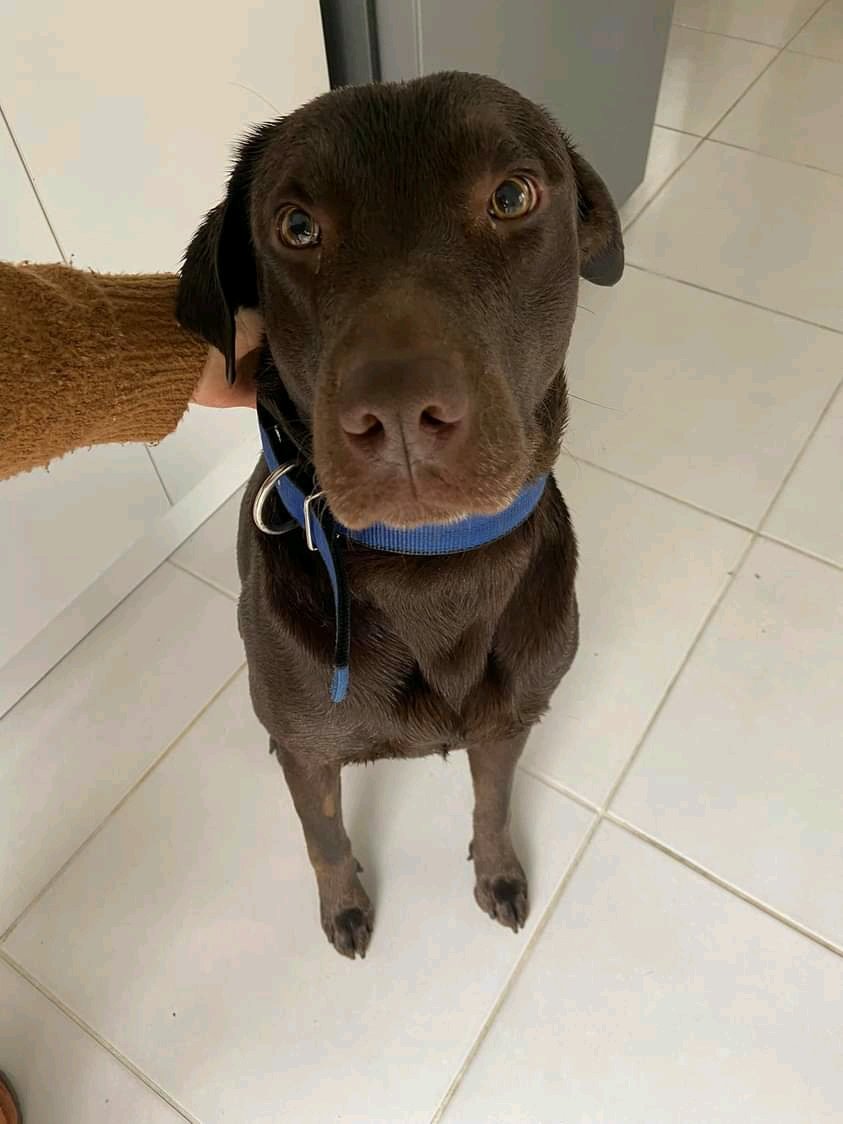 Atención Maldonado! BUSCA A SUS DUEÑOS ⚠️
Apareció en Maldonado todo mojado después de la tormenta. Está muy bien cuidado, seguro tiene dueños. Contacto 094093667