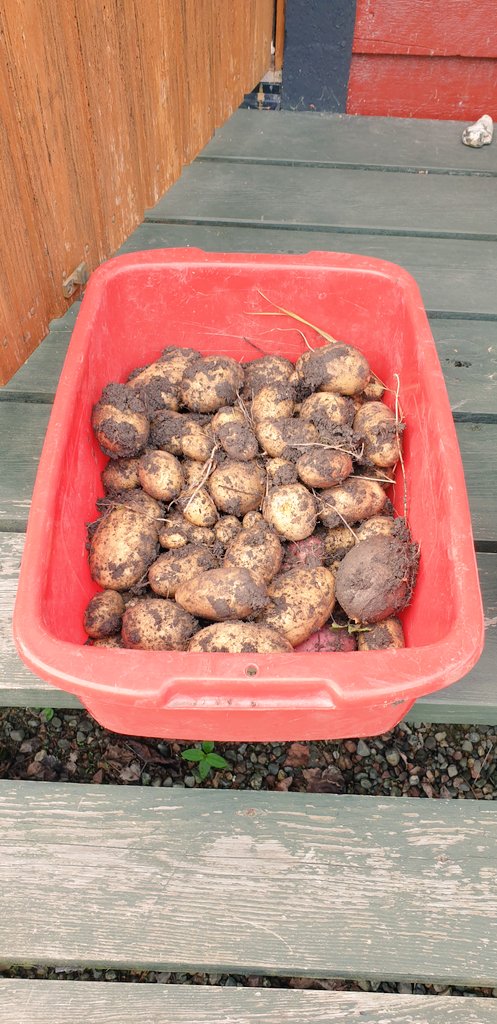 Rotebroelvis's tweet image. 6 plantor upptagna, minst 25 kvar, mörkt samt ej för torr förvaring?
Inser sentomsider att potatis inte är min ❤ - föda. Blir att köra över merparten till pappsen. #odlingstwitter #potatis