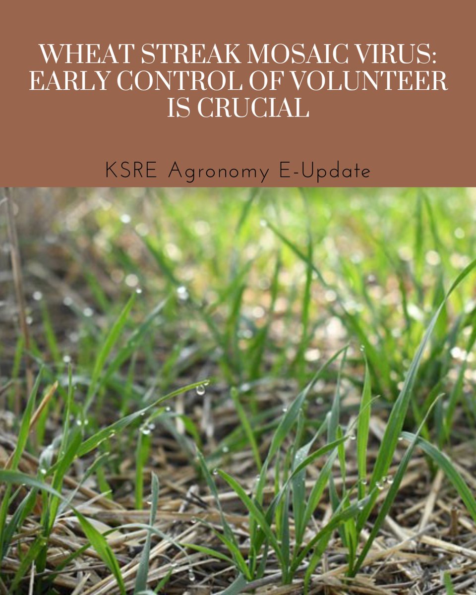 "Wheat streak mosaic virus could be problematic this coming season, with rainfall encouraging volunteer development in parts of Kansas."  Read more here: eupdate.agronomy.ksu.edu/article_new/wh…