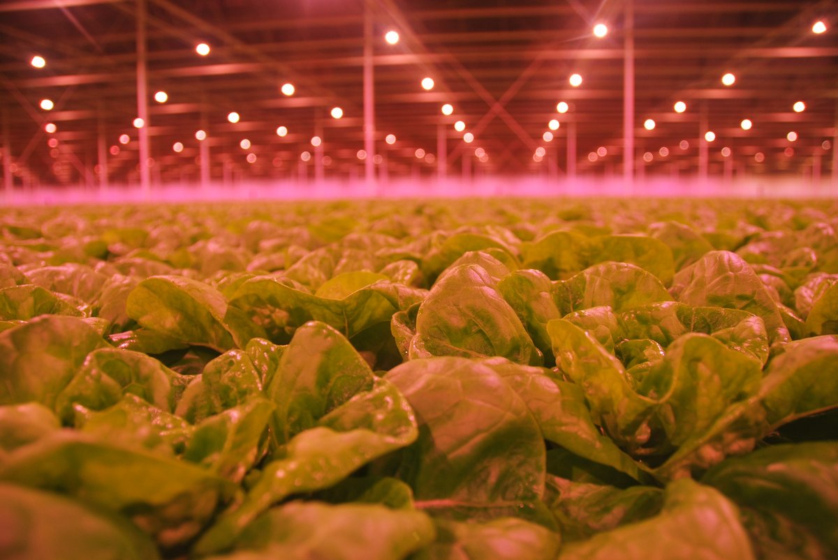 Leafy greens and water-cooled LEDs: always a good match!💚

#Oreon #LEDLIGHTGROW #leafygreens #greenhouse #lettuce