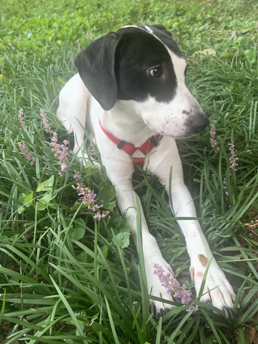 LolaPatolla's tweet photo. Pretty June Bug is doing fantastic in foster care!!! 
Got her first bath, met a neighbor child fren and enjoying the sunshine!!! ❤️ https://t.co/TCJUPBQT7B