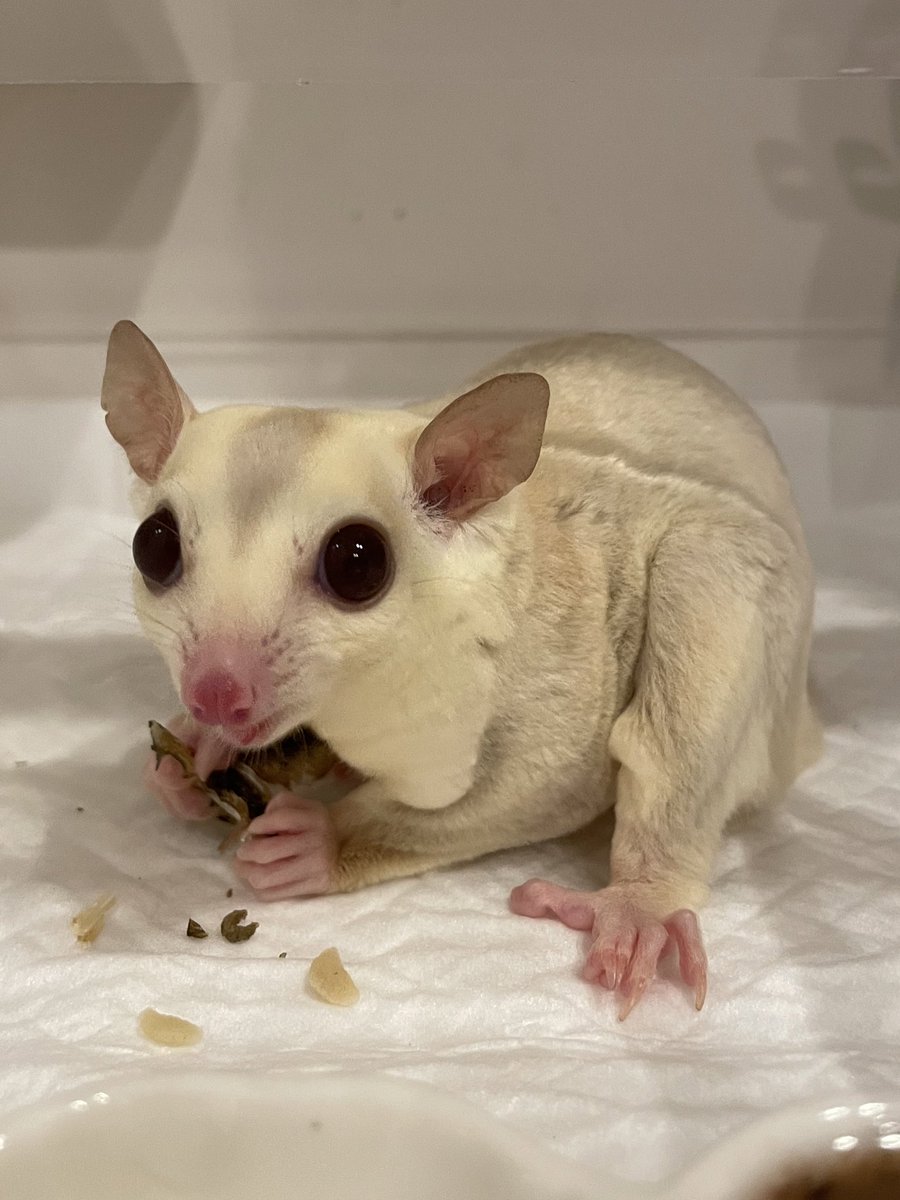 HamstarMelon's tweet image. にぼしって美味しいよね🐟

#ペグちゃん
#ハグちゃん
#フクロモモンガ