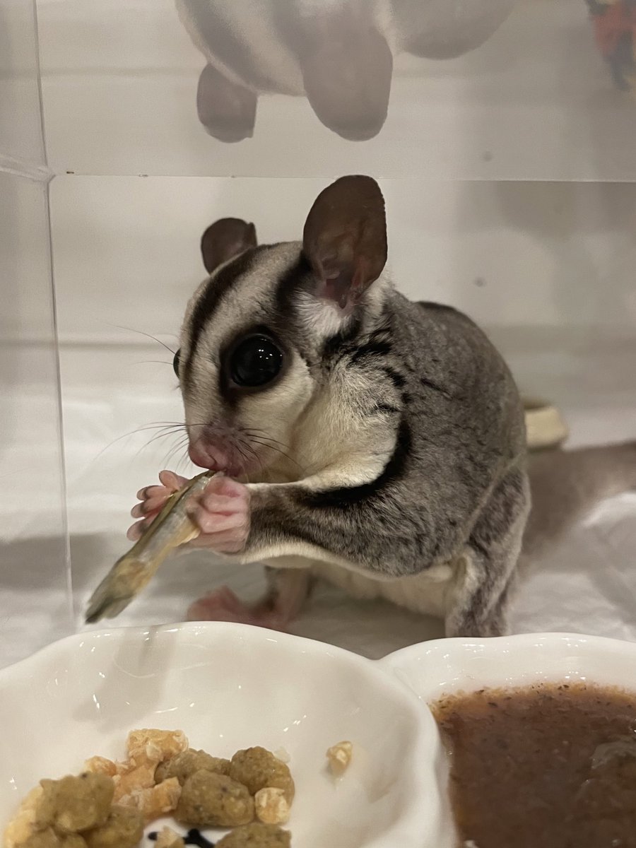 HamstarMelon's tweet image. にぼしって美味しいよね🐟

#ペグちゃん
#ハグちゃん
#フクロモモンガ