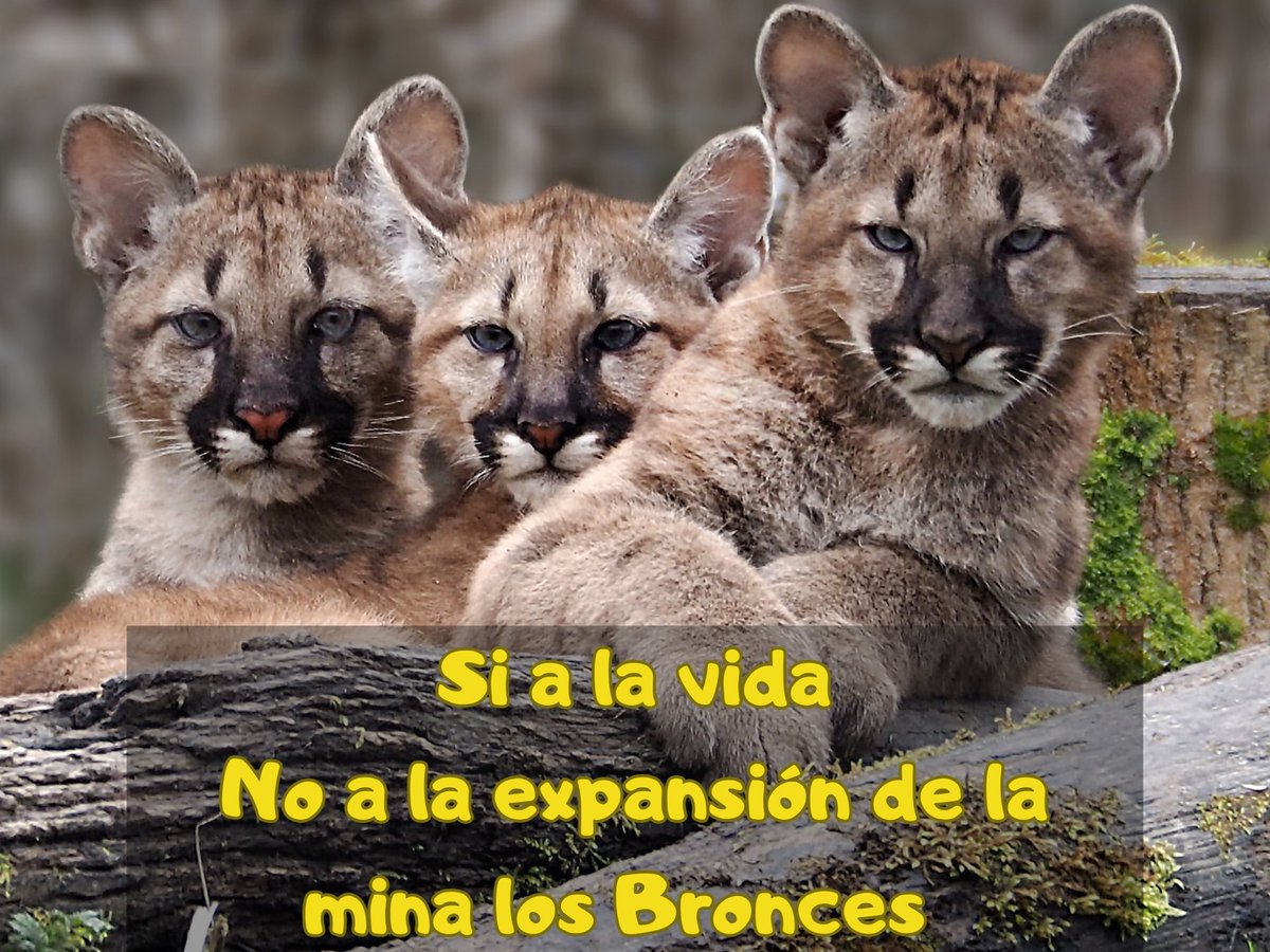 La actividad minera a rajo abierto de la mina Los Bronces de Anglo American está causando la extinción de especies de flora y fauna 🦊🦉🌿🐯🌱de incalculable valor ecosistémico, y la expansión de su rajo y la construcción de una nueva mina subterránea será fatal.