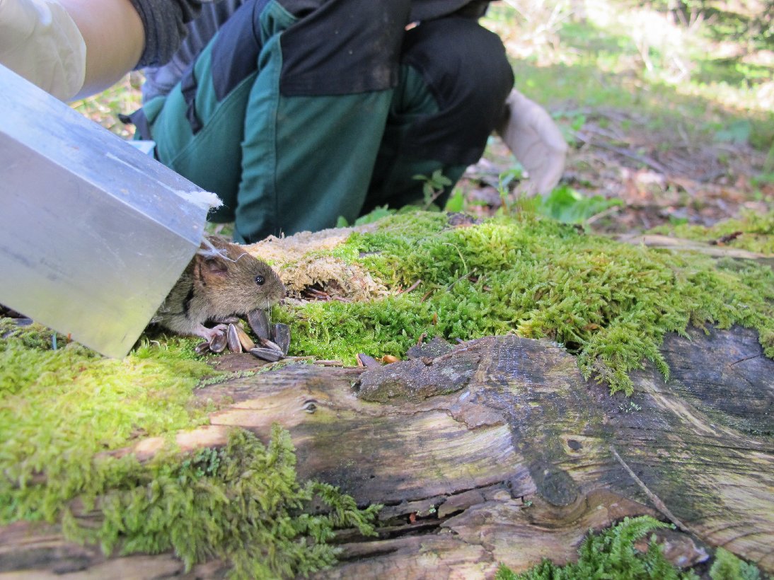 nathcharbonnel's tweet photo. New publication #BioRodDis @BiodiversaPlus on Puumala orthohantavirus circulation in bank voles during the 2021 outbreak of hemorrhagic fever with renal syndrome in Jura, France https://t.co/obL8yyO4d6 https://t.co/U8AmL78kXN