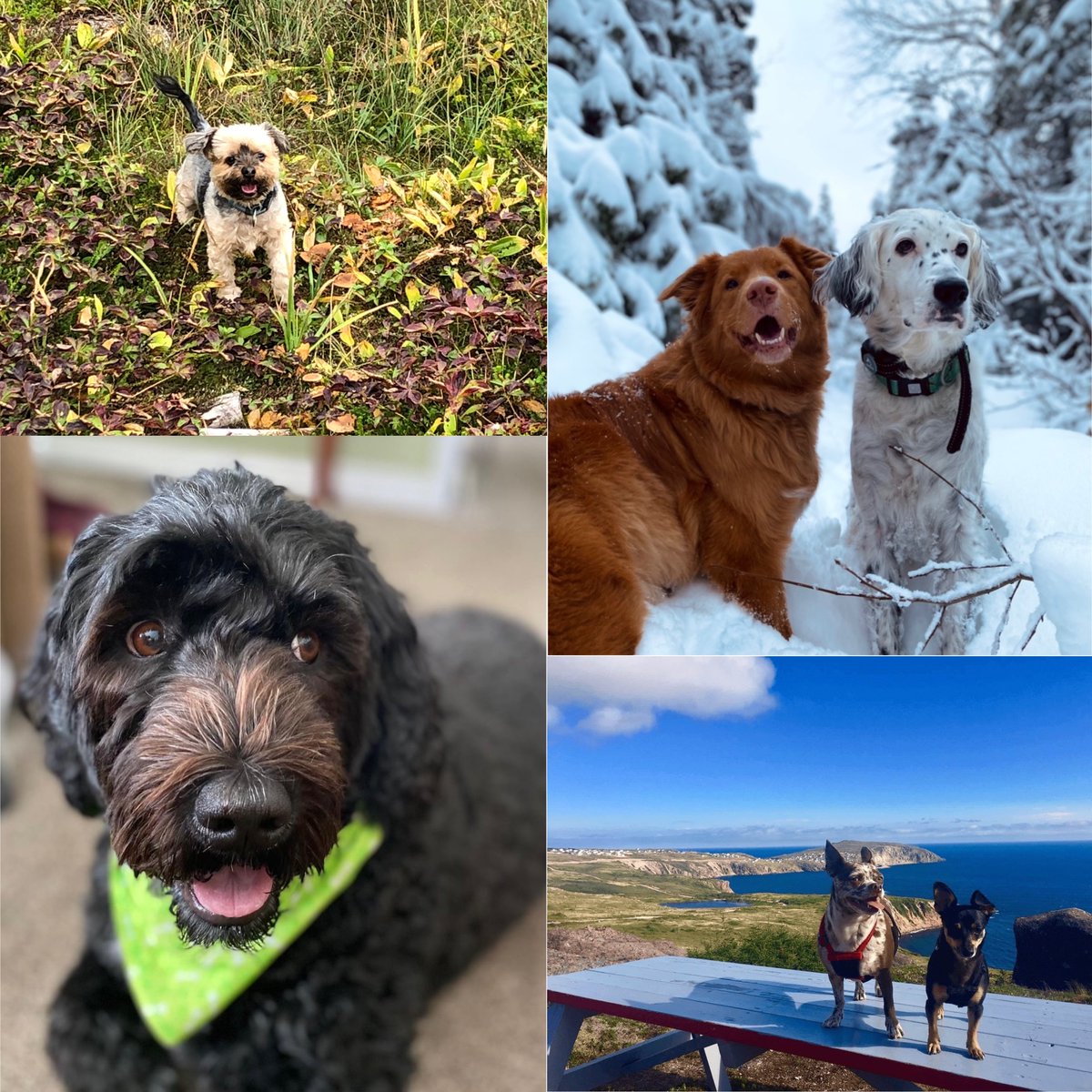 Happy #NationalDogDay from the Demasduit Regional Museum pups 🐶

Tweet us a picture of your pups!

📷 is Mickey, Camo, Abby, Sadie, Bella and Finn!