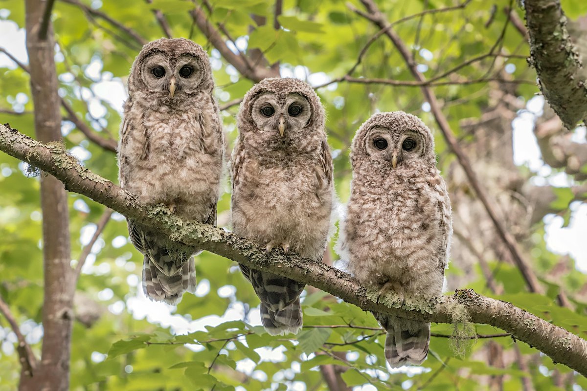 BBCEarth's tweet photo. Seeing triple

Barred Owls will care for their young for around 4 months, sometimes even up to 6 months, longer than most other species of owl. During this time, the young owlets can often be seen sitting side by side in tree branches. 

#EarthCapture by Ray Yeager via Instagram https://t.co/g3aL6MEbvK