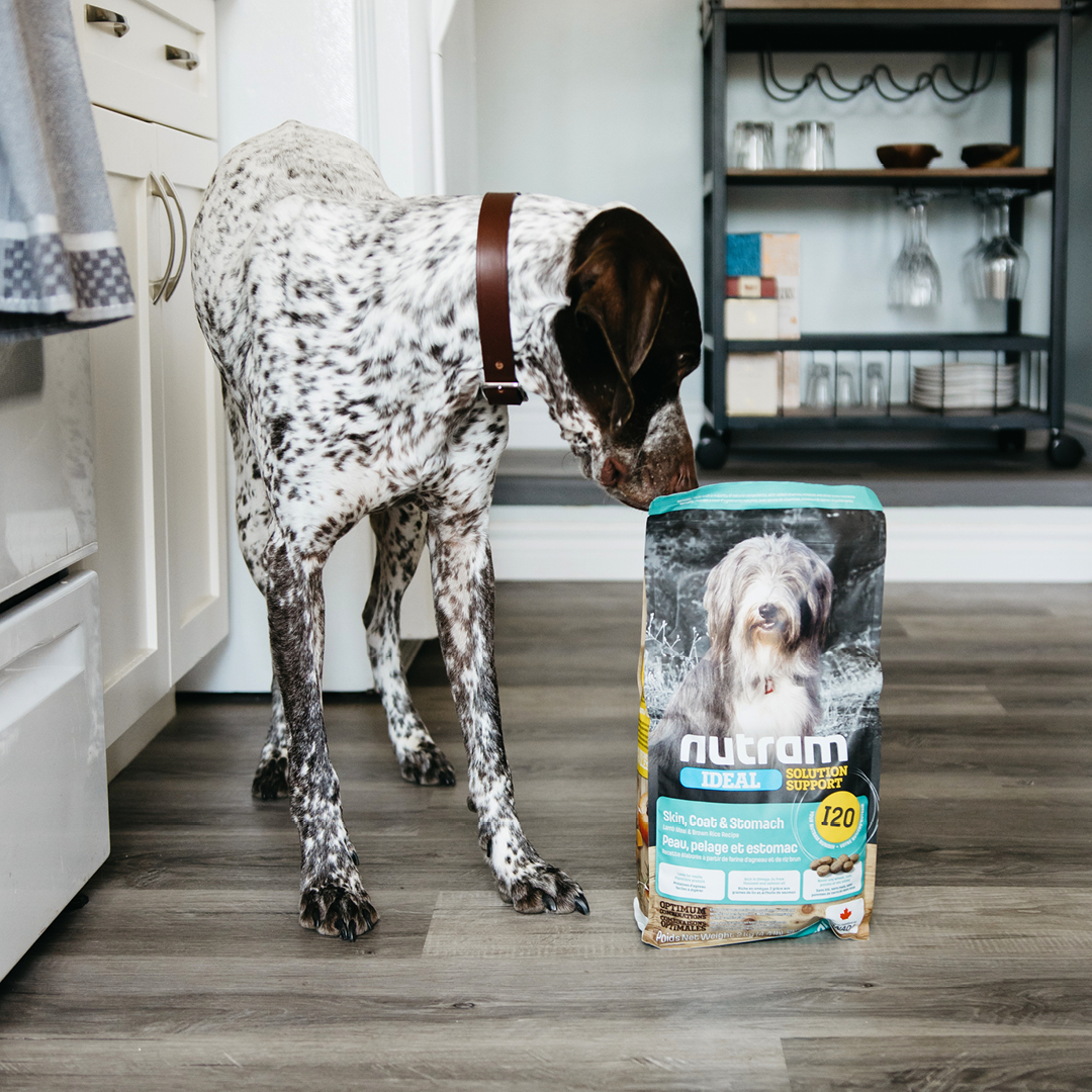 Cohen follows his nose to discover the goodness of our I20 Nutram Ideal Solution Support Skin, Coat &amp; Stomach Lamb Meal &amp; Brown Rice recipe!

Learn more at nutram.com/I20