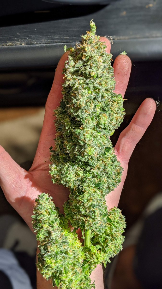 🚨Monday's giveaway!🚨3 winners!
We are giving away 10 seeds of the award-wining 
<a href="/Fast_Buds/">Fast Buds</a> genetics  that are available on our official website! 👇
 2fast4buds.com
+ Hoodie
+Jar
+Socks
+Stickers

🚨Rules~
• Follow @fast_buds
• Tag 5 friends 
• Like + Retweet +