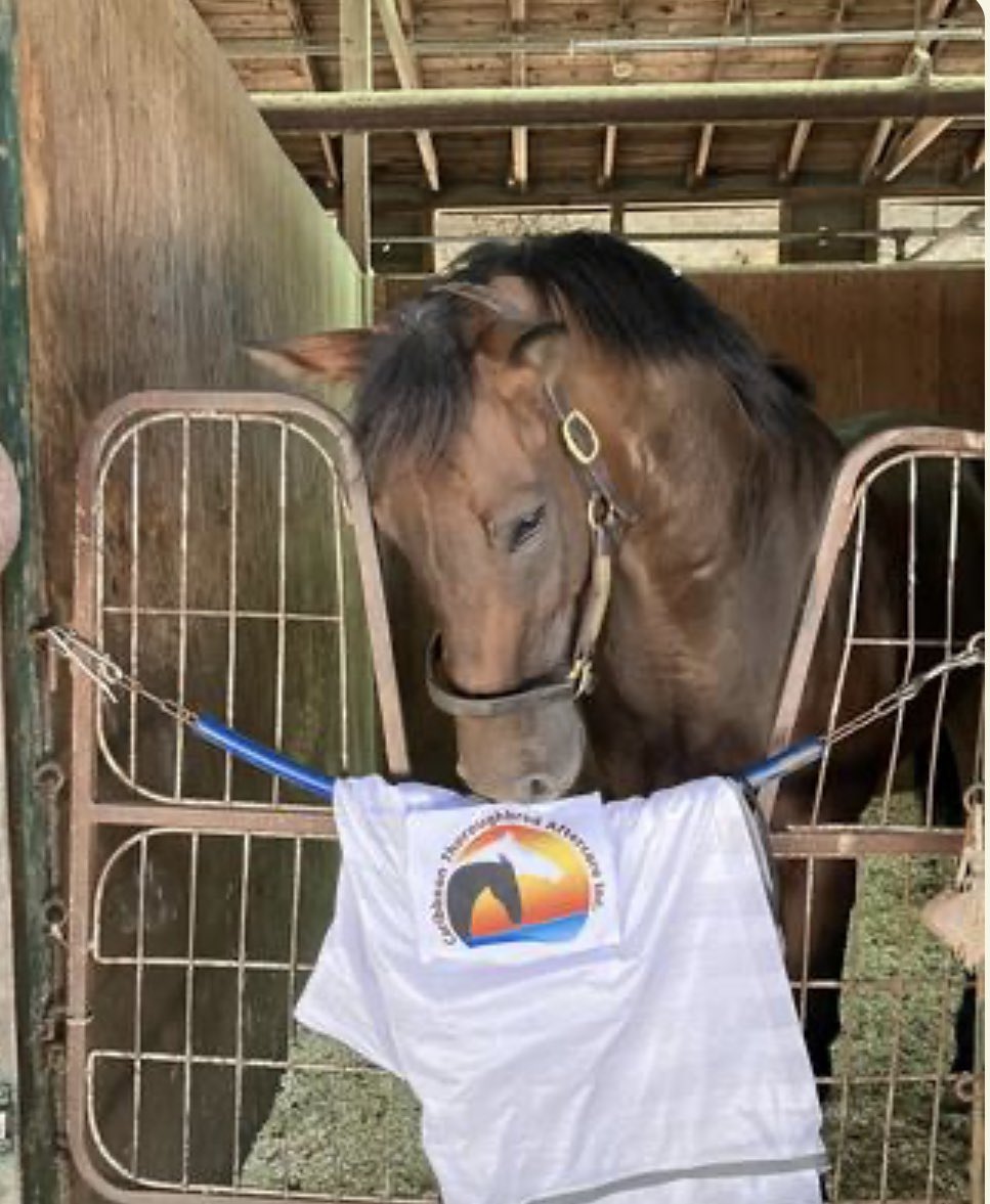 CaribbeanTBAftercare (@caribbeanottb) on Twitter photo Thank you SEDONA ROCKS (Coco)🐎 & <a href="/bergenstables/">Bergen Stables</a> for your support of CTA! Pls read Coco’s story, check out her page to 👀 photos of her & her dam (bergenstables.com/sedona-rocks.h…), & consider contributing to Sedona Rocks' "Bring Them Home" Campaign for CTA🐎♥️👉
paypal.com/pools/c/8WU4fQ… Thank you SEDONA ROCKS (Coco)🐎 & <a href="/bergenstables/">Bergen Stables</a> for your support of CTA! Pls read Coco’s story, check out her page to 👀 photos of her & her dam (bergenstables.com/sedona-rocks.h…), & consider contributing to Sedona Rocks' "Bring Them Home" Campaign for CTA🐎♥️👉
paypal.com/pools/c/8WU4fQ…
