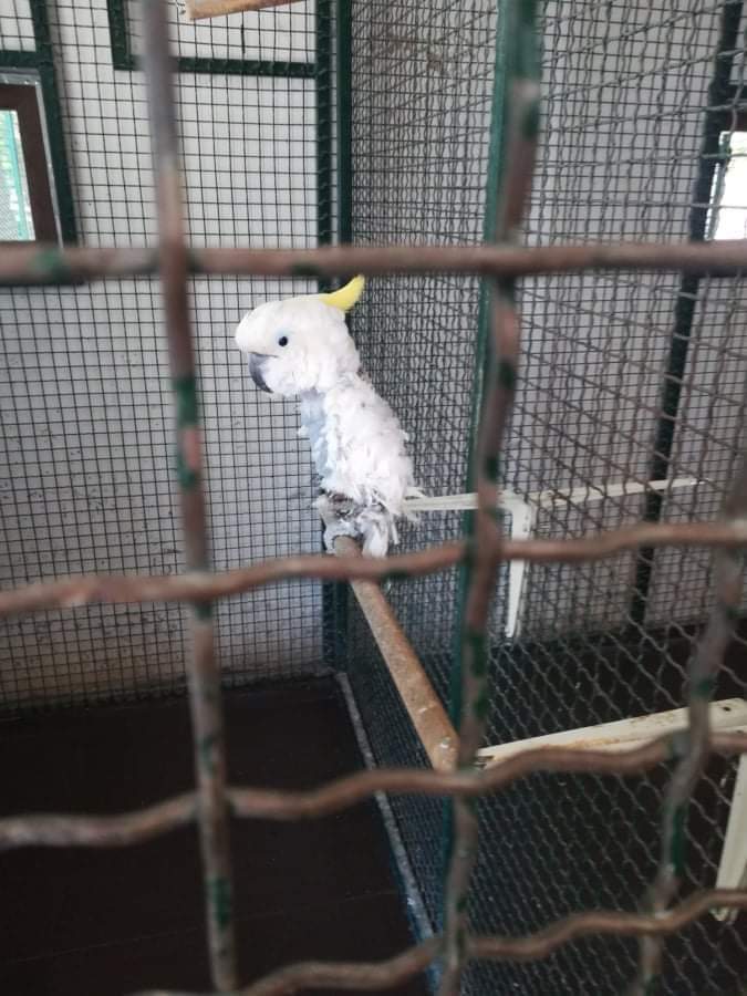 amaksimovic1's tweet photo. ZOOLOŠKI VRT ILI LOGOR ZA ŽIVOTINJE U BORU?!

Alo SNS pajaci da li je moguće da vam ni život životinja nije važan? Vi ste ozbiljno bolesni.
Direktor ZOO vrta, Darko Dragijević, koji kaže da su životinje u tom vrtu u odličnom stanju.

ODGOVARAĆETE, SVI! https://t.co/u7oMQzM4by