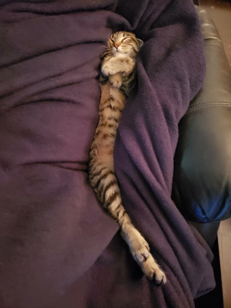 Why you should have a cat tweet media