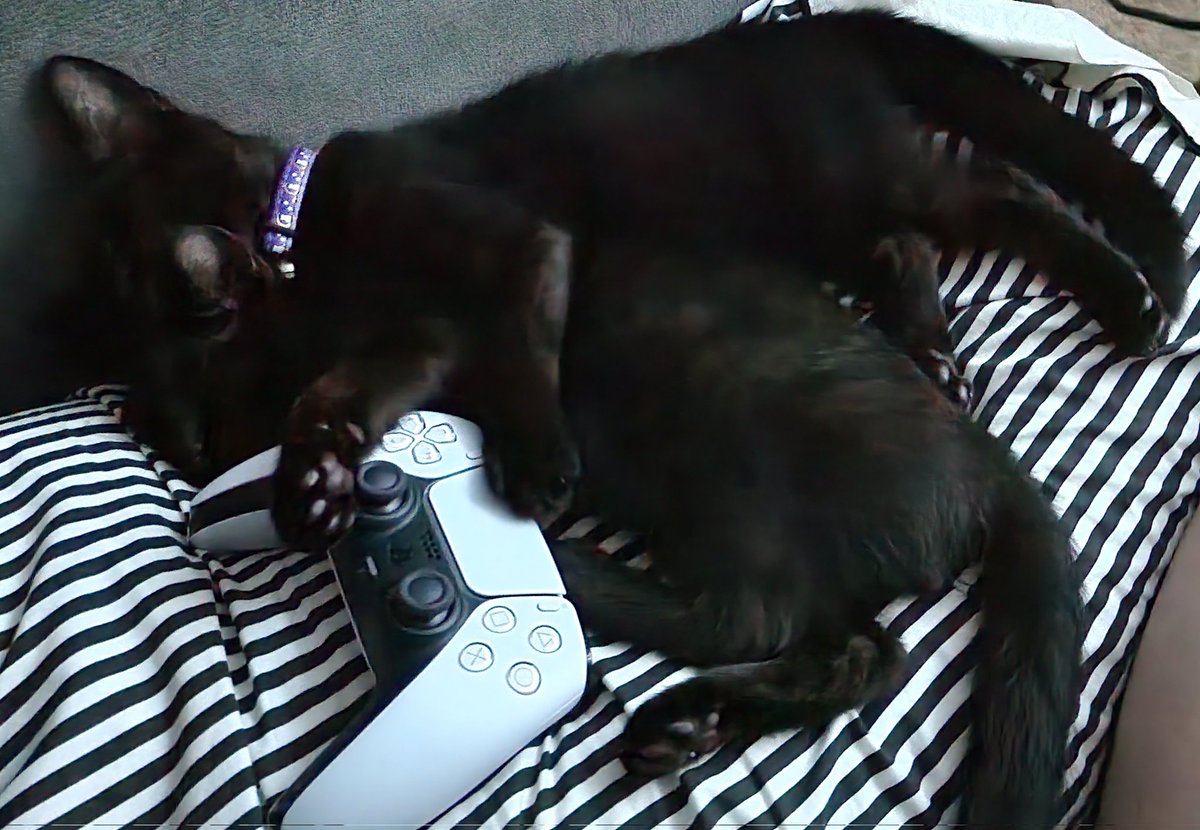LilithRoseDecay's tweet photo. My fur babies https://t.co/E8EsxsYkMZ