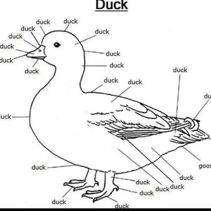 Duck 🦆
