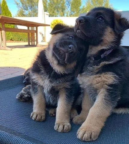 German Shepherd 2.0 tweet media