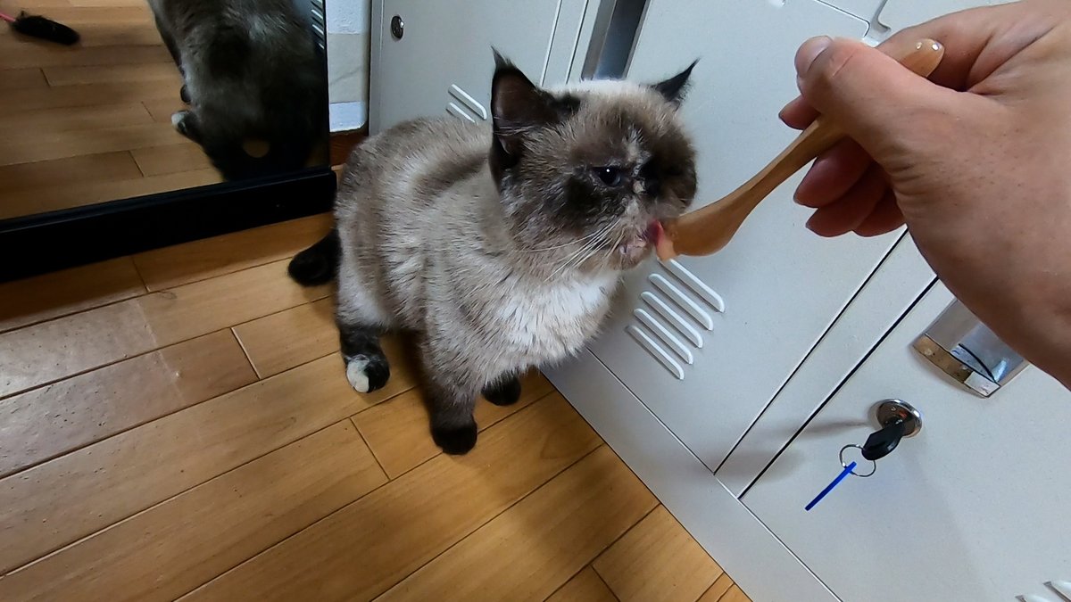 horiman2993's tweet photo. 9月8日18時から20時㈮まで
中崎町付近にある保護猫カフェキャトスペースさんを貸切にして「猫様のお茶会」を開催します
1次会は猫と触れ合い、2次会では隣の扇町公園で食事をしながら交流をします
詳しくはホームページをご覧ください
https://t.co/p7TYTAh5zr
＃猫様のお茶会　＃猫イベント https://t.co/Xlb0yx5UAb