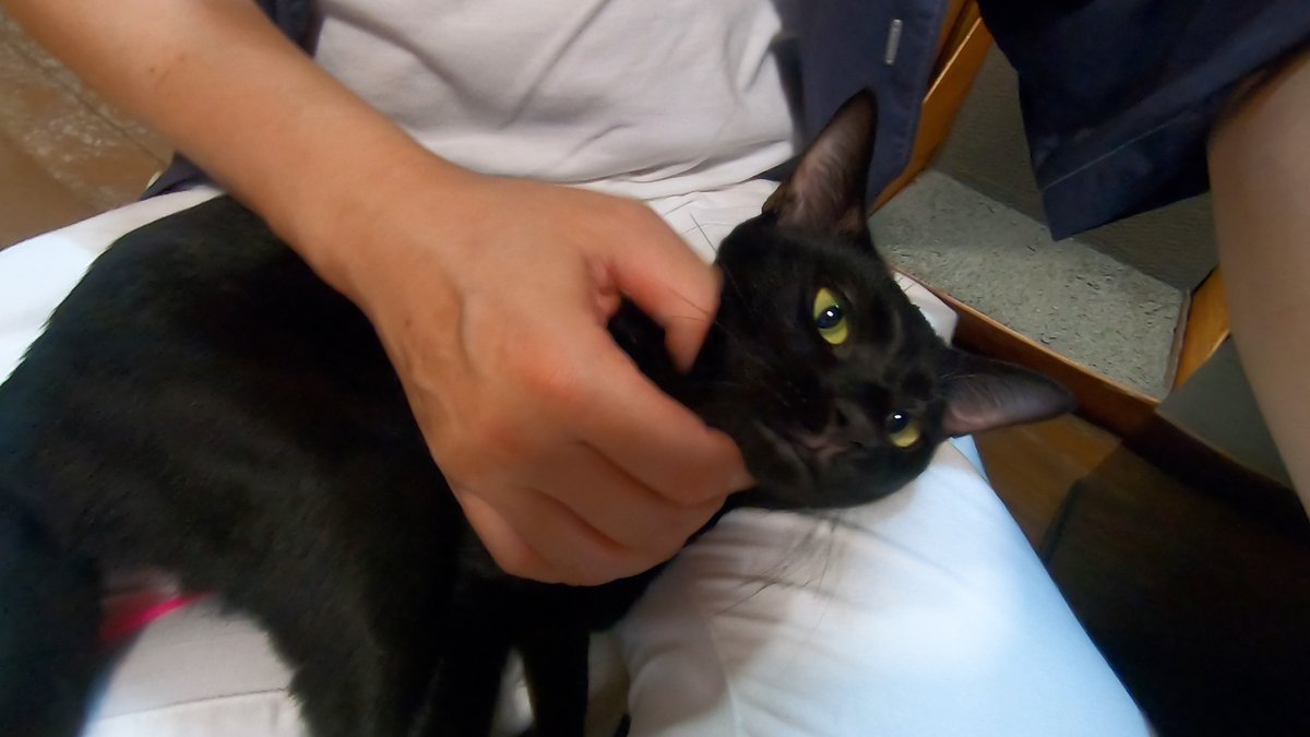 horiman2993's tweet photo. 9月8日18時から20時㈮まで
中崎町付近にある保護猫カフェキャトスペースさんを貸切にして「猫様のお茶会」を開催します
1次会は猫と触れ合い、2次会では隣の扇町公園で食事をしながら交流をします
詳しくはホームページをご覧ください
https://t.co/p7TYTAh5zr
＃猫様のお茶会　＃猫イベント https://t.co/Xlb0yx5UAb