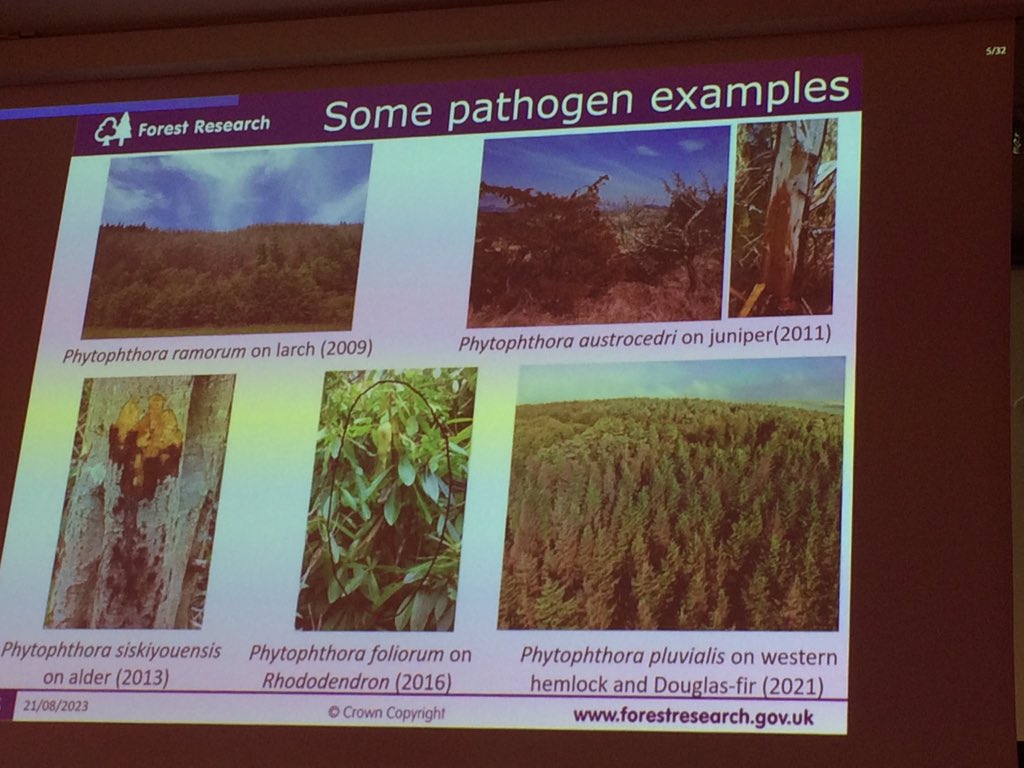 pascal_frey's tweet image. #ICPP2023 @Anapesi3 on reporting systems &amp;amp; #CitizenScience for detection of tree pathogens 
#Observatree #TreeAlert
