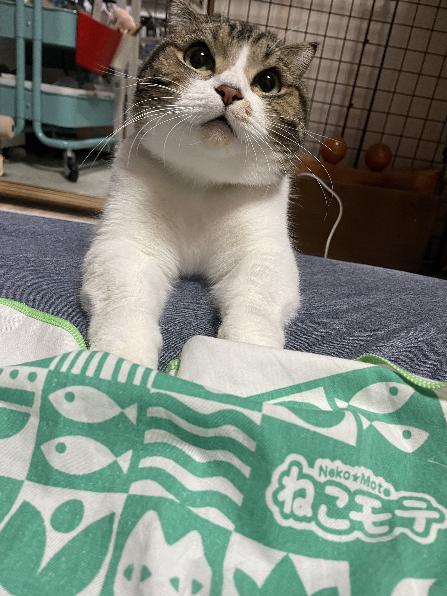 マンチカンのもけぞう (@mokezou0205) / X