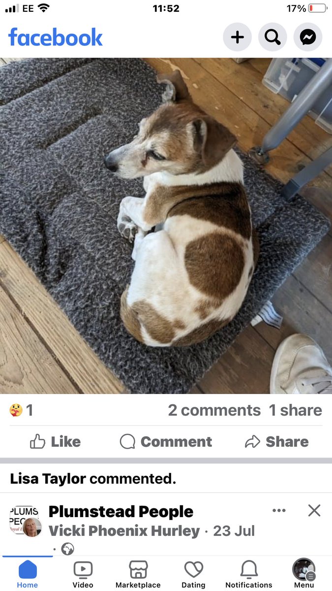 Anyone recognise this little one #Morecombestreet #Elephantandcastle #Southwark #Se17 #London @lb_southwark @lambeth_council @LewishamCouncil @MissingPetsGB at #MedivetCamberwell .