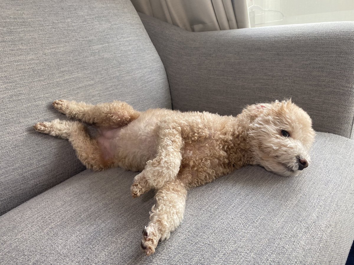 monatanmonatan's tweet photo. おやすみ〜
#犬　#トイプードル
#かわいい https://t.co/x3pOos92nh