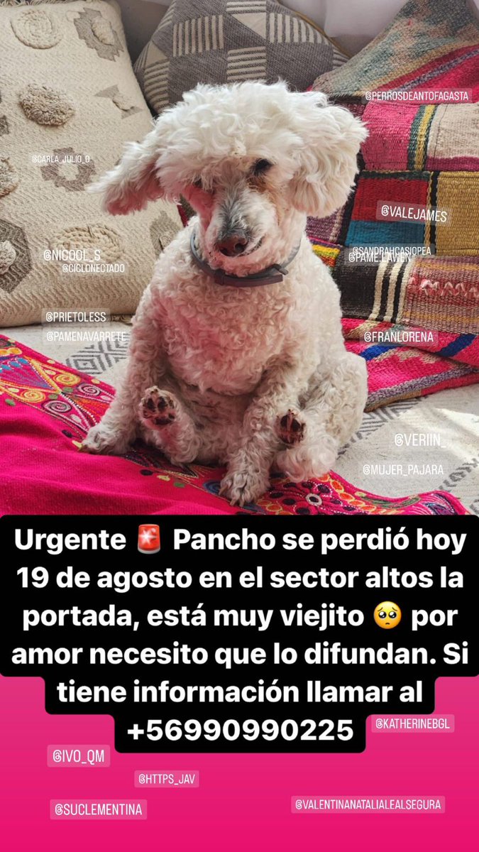#sebusca #extraviados #mascotasperdidas #Antofagasta