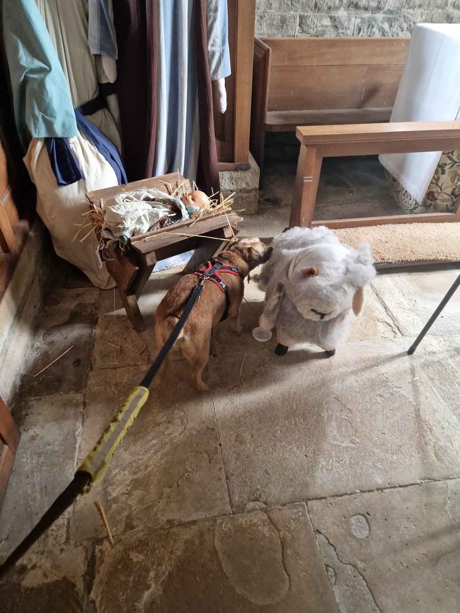 millietheborder's tweet photo. Went straight in for a sniff of the bum and a hello 😂 https://t.co/cVacNMtkFJ