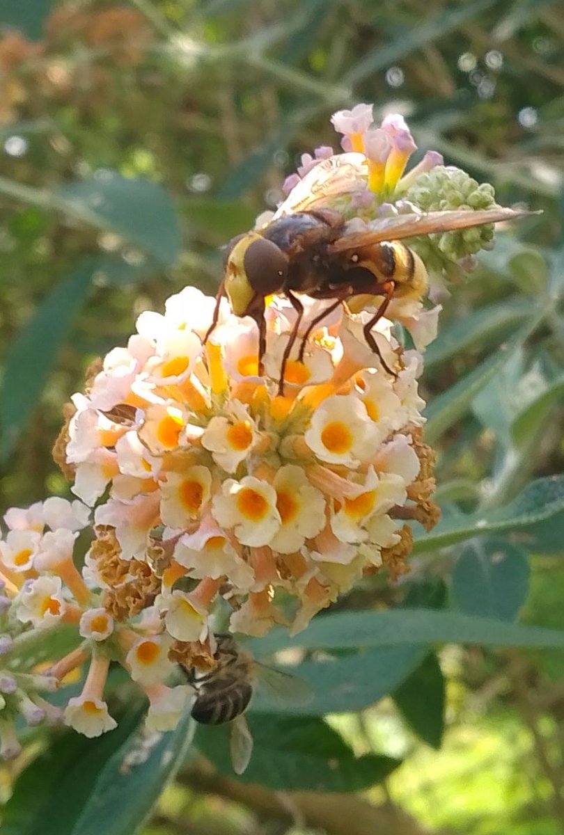 Lovely big hornet mimic hoverfly on the buddleia here in our Greater Manchester garden this weekend! @Lancswildlife @WildlifeTrusts