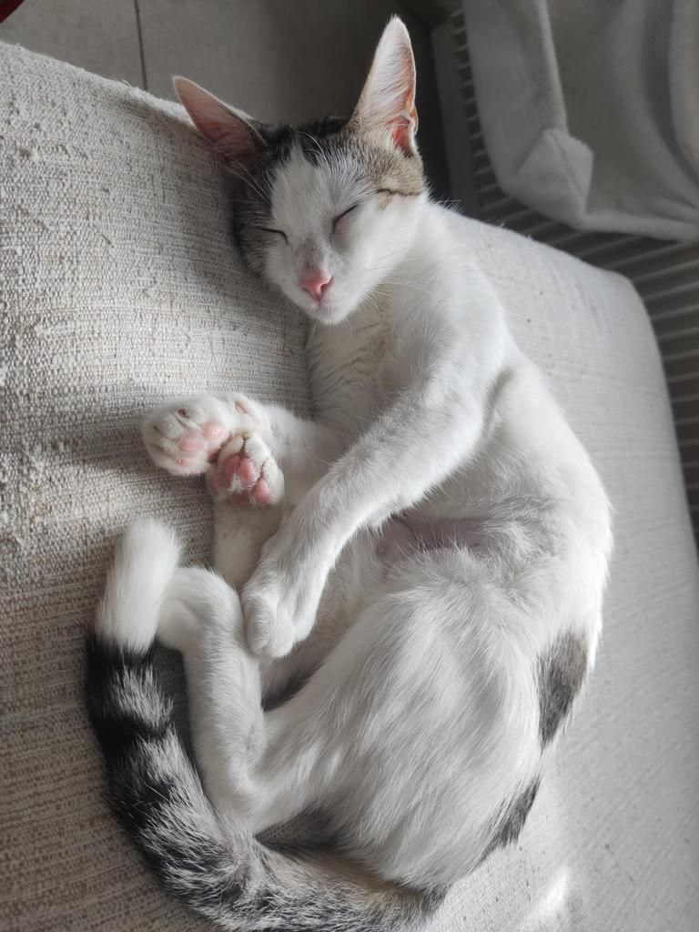 AdoptEu's tweet photo. Maple, 11 mesi, abituata in casa. Fiv/Felv negativa, sterilizzata.
Per candidarsi all'affido contattare il numero 3472723987
Grazie!!! https://t.co/JwQJDqd6QQ