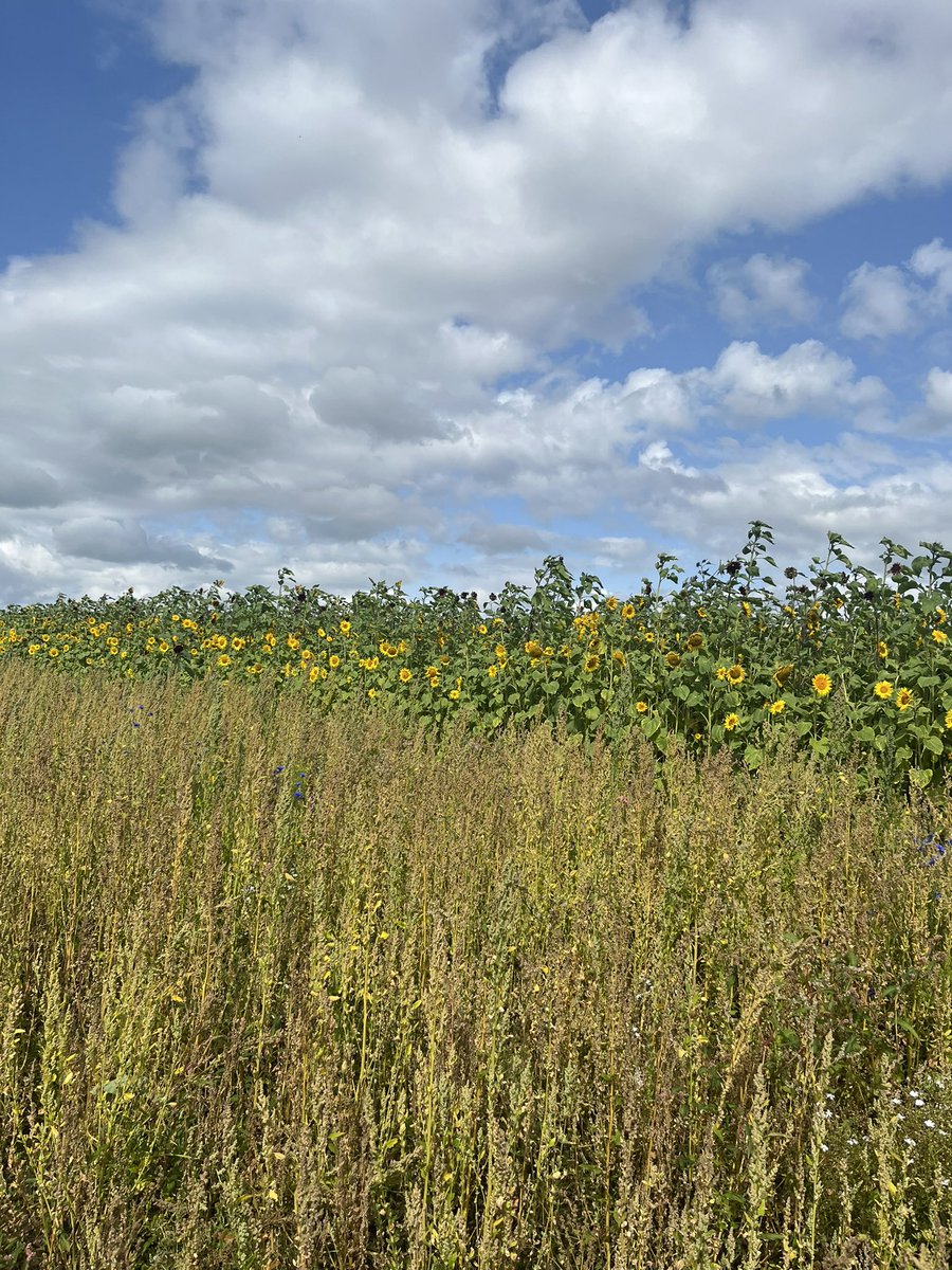 JKSLtd's tweet photo. When @JKSLKate isn’t hunting invasive plants…. a spot of flower picking at #robymill #pickyourown https://t.co/TRenz4VJRP