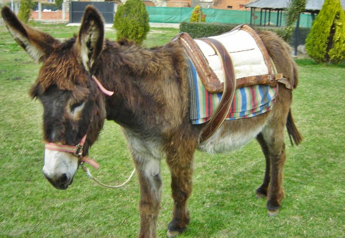 fogondpalo's tweet photo. En Latinoamérica, el burro no es considerado una especie de importancia, razón por la que los conservacionistas no le han prestado atención al rescate de esta especie. Los burros son una especie en peligro de extinción en México y otras partes del mundo. Algunas de las causas que podrían llevar a esta noble especie a la extinción son la modernización de las labores agrícolas, la explotación y el desinterés por su conservación. Los burros son animales muy adaptados para vivir en el desierto, con grandes orejas, un buen olfato y un aparato digestivo resistente. También son muy fuertes y pueden arrastrar hasta 4 veces su propio peso. 
En estado salvaje, los burros pueden vivir hasta 40 años. Sin embargo, su población ha disminuido drásticamente en las últimas décadas. En 1991, había 1.5 millones de burros en México, pero actualmente sólo quedan medio millón de ejemplares. Para evitar la extinción del burro, se necesitan más esfuerzos de conservación y protección.