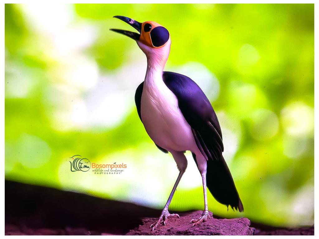 This is the white-necked rockfowl (#Picathartes gymnocephalus) found mainly in West Africa (Guinea to Ghana). It is among the top 5 most desirable #birds in Africa. In Ghana, the species is now found only in Nyamebe Bepo #Forest #Reserve which is threatened by logging.