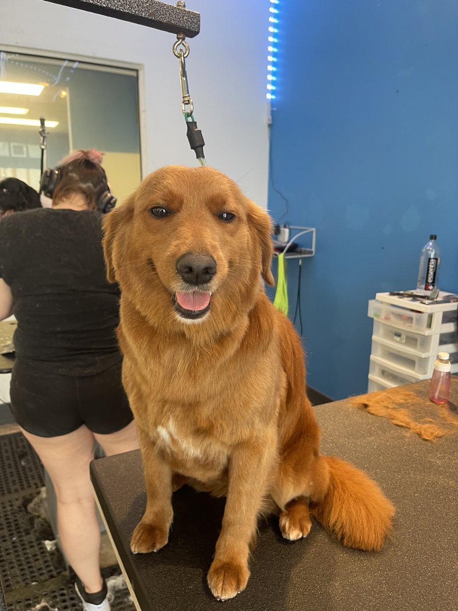 MuttandJoe's tweet photo. All my sides are good sides 🤭
.
.
.
#muttandjoe #dogwash #doggrooming #coffeeshop #marylandgroomers #marylanddogs #marylanddogspots #marylandcoffee #mddogs #severnapark #severnaparkmd #severnaparkdogs https://t.co/5TP68DH5Ow