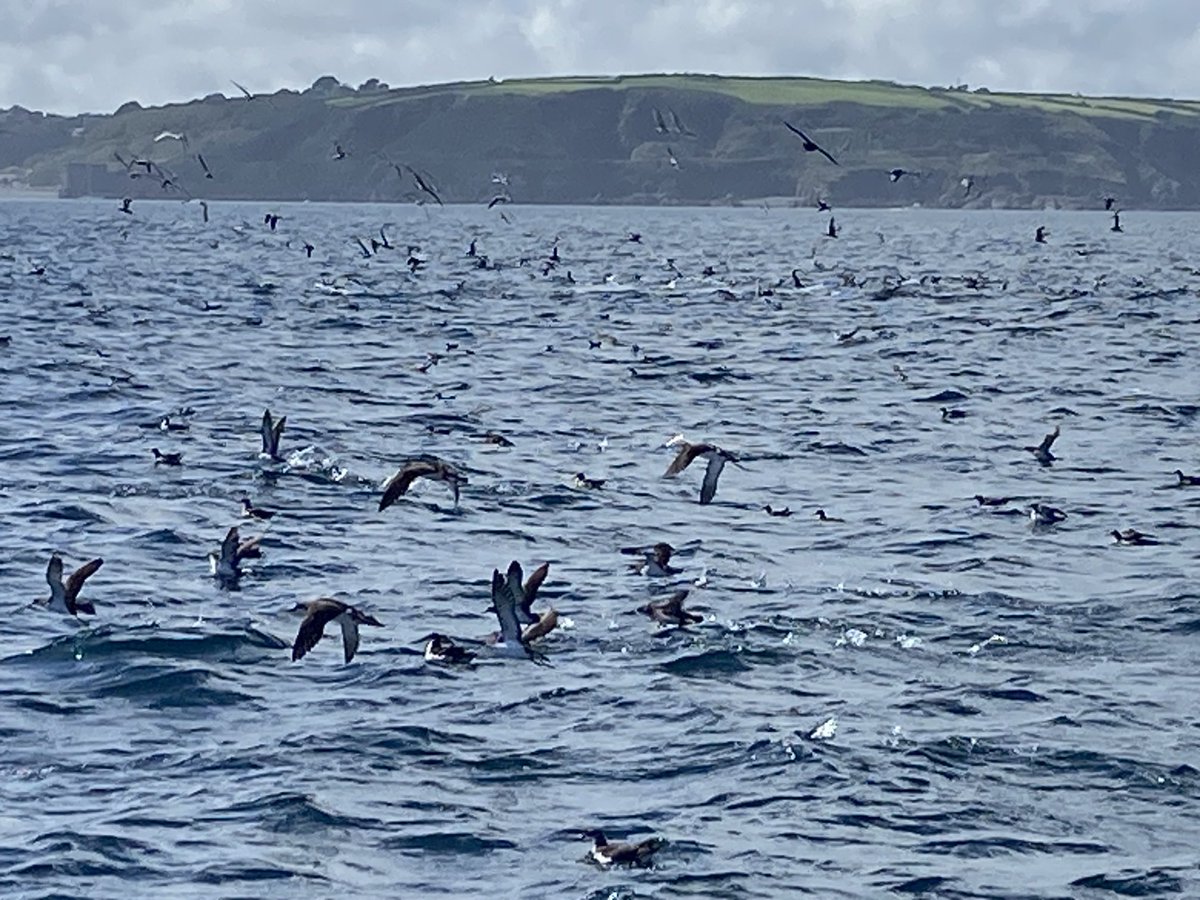 Lucky to see classic dolphin/ tuna shear water feeding frenzy off the Lizard yesterday.  Went on for a god while spouts, tuna fins slicing at amazing speed