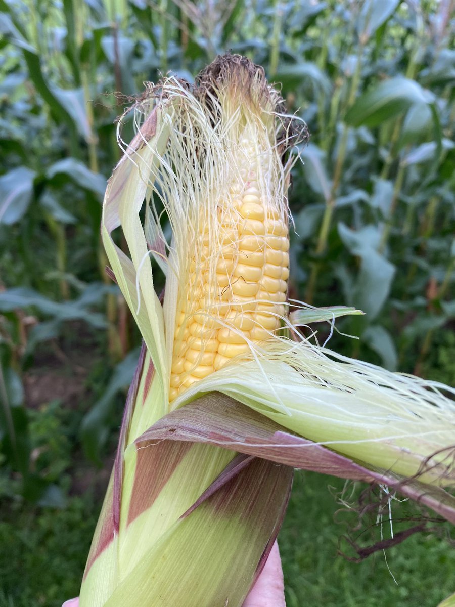 FrogMoonMama's tweet photo. No paycheck this week because of my vacation last week but at least we have corn. #FirstTimeFarmer https://t.co/8ROp3NXUq7